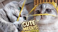 Cute Cat's Adventures Play Fun with REAL Kitten's | Funny Fluffy pants stories #15