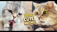 Cute Cat's Stories of MEOW'S Play Fun time with Dad & Kitten's | One day story with Paws