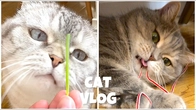 Cute Cat's Adventures Play Fun with real Kitten's  #catvlog 002 Two brothers day story