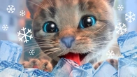 CUTE LITTLE KITTEN ADVENTURE OF A LITTLE KITTY Cat Play Fun Pet Care VIDEO FOR PRESCHOOLER KIDS
