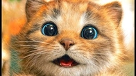 Animated Little Kitten Find New Friends | Adventure Fun with Cute Cat | Meow story