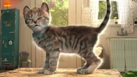 Animated Little Kitten Finds a New School | Advenrure Fun with Kitten & Friends Story