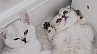 Kittens sleep anywhere and anyhow to the sounds of purring