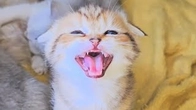 When you wake up in a bad mood and hungry, mom is not there, then you need to ruin everyone’s mood.