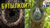 Закрий дупло ПЛЯШКОЮ, і дерево одужає само!