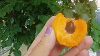 ШКОДА....