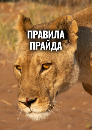 Правила прайда