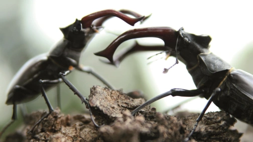 Зеленая планета