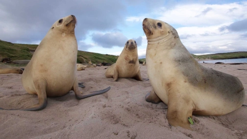 Австралия: после муссона