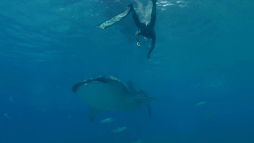 Акулы из другого мира: лучшее