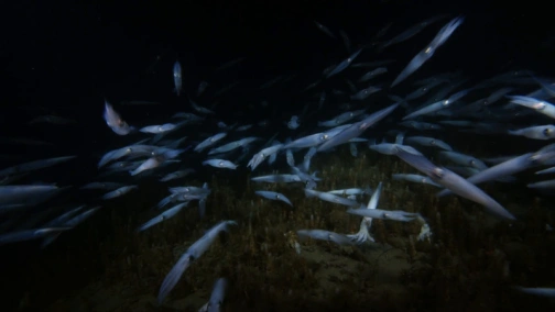 Alien Sharks: Greatest Hits