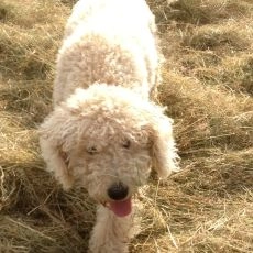Top Gear Dog