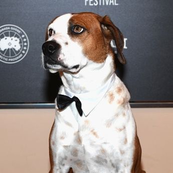 Ned the Dog