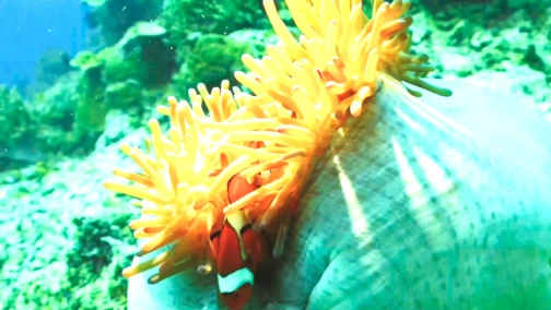 Стратегия выживания UHD HDR