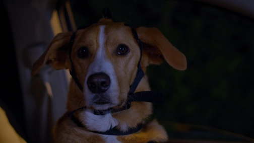 Пес під прикриттям