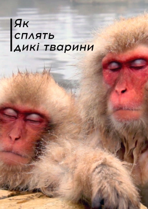 Як сплять дикі тварини
