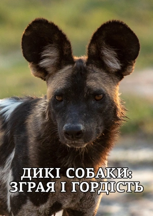 Дикі собаки: зграя та гордість