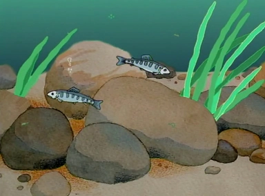 The Salmonidae Lifeline