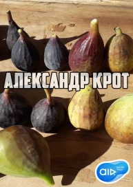 Александр Крот