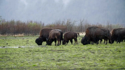 Компания луговой собачки