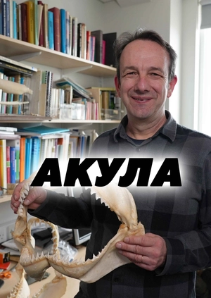 Акула